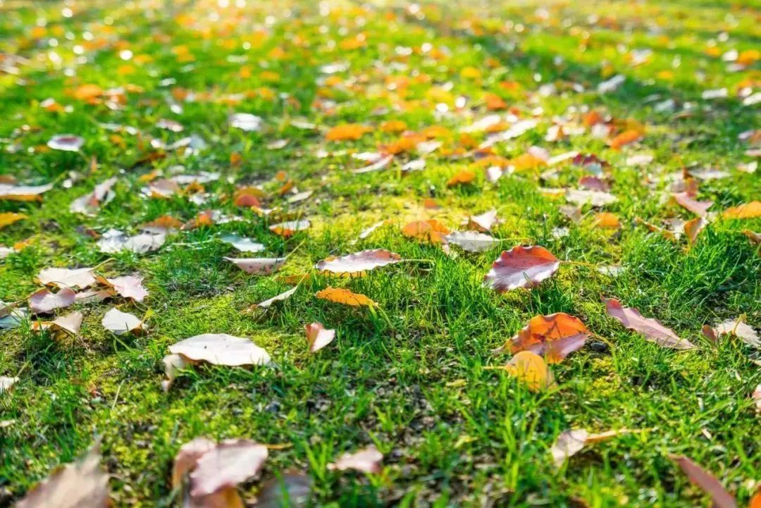 武汉大学的樱花开了！还有这些景点统统免费…