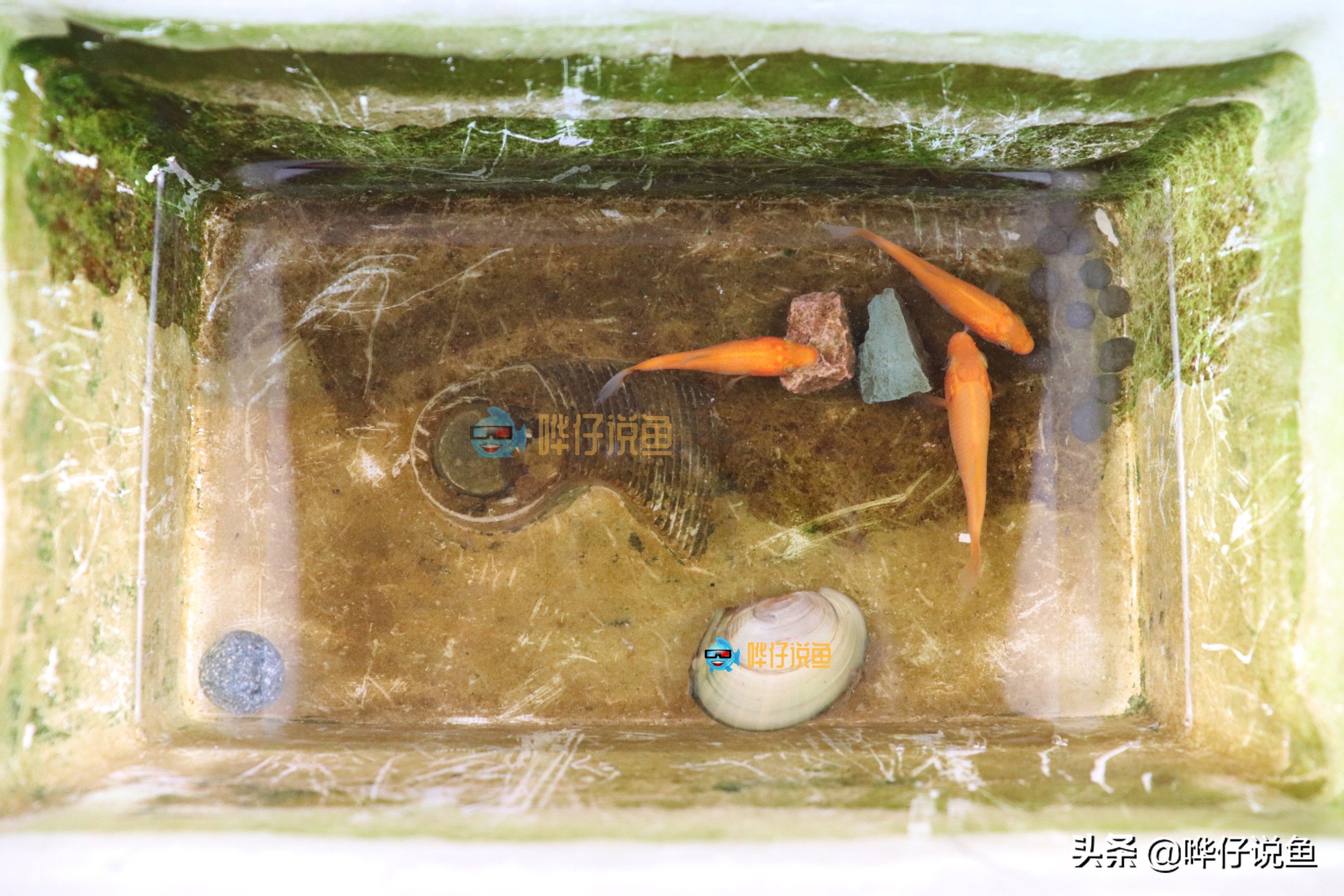 如何让褐藻从鱼缸里彻底消失？完全消失没办法，成功压制有妙招