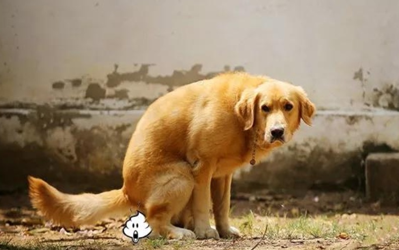  狗吃自己的屎是什么原因，怎么办？