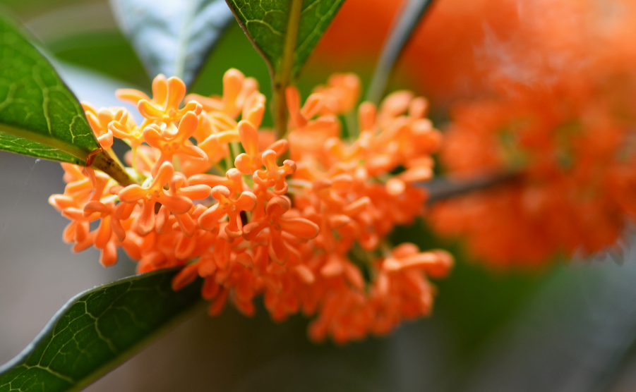 桂花 诗词(浓香满衣袂 不觉桂花开，十五首桂花的诗词，桂花香，秋意浓)