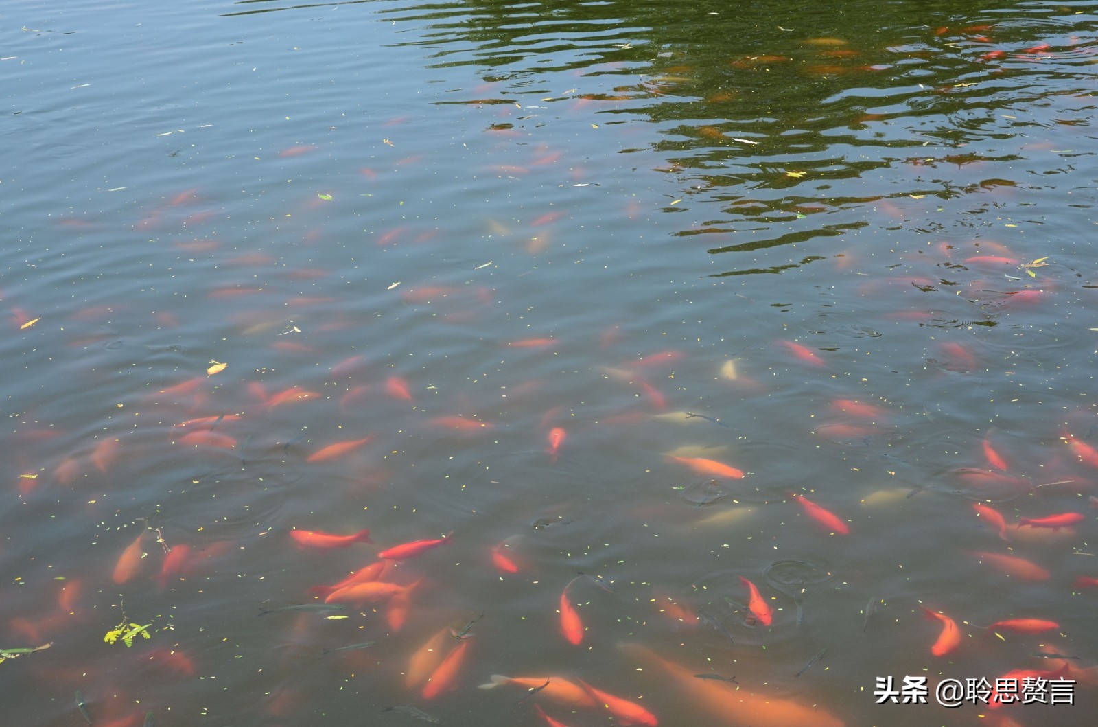 观鱼诗词精选二十四首 我嗟不及群鱼乐，虚作人间半世人