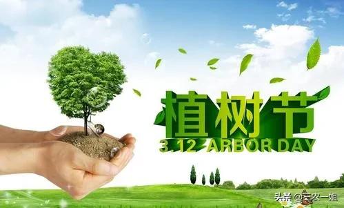院子里栽啥树最好(院子里栽什么树最好?)