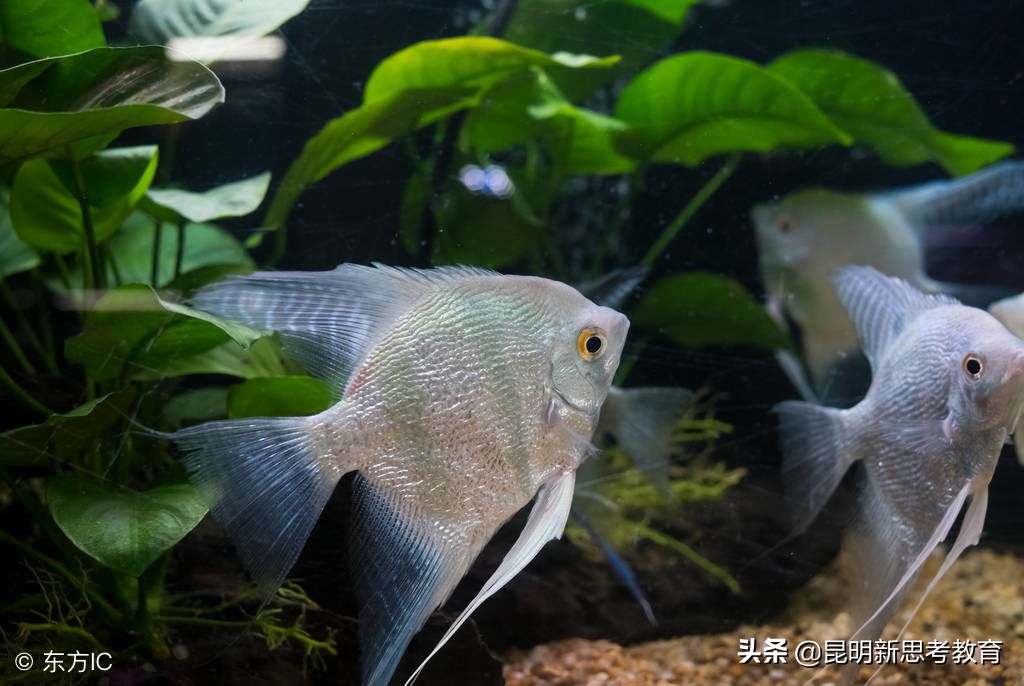 昆明20所优质民办小学2019年招生简章公布，有你的目标校吗？