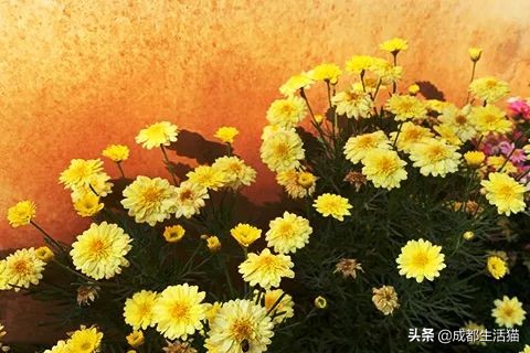 准生证样本,