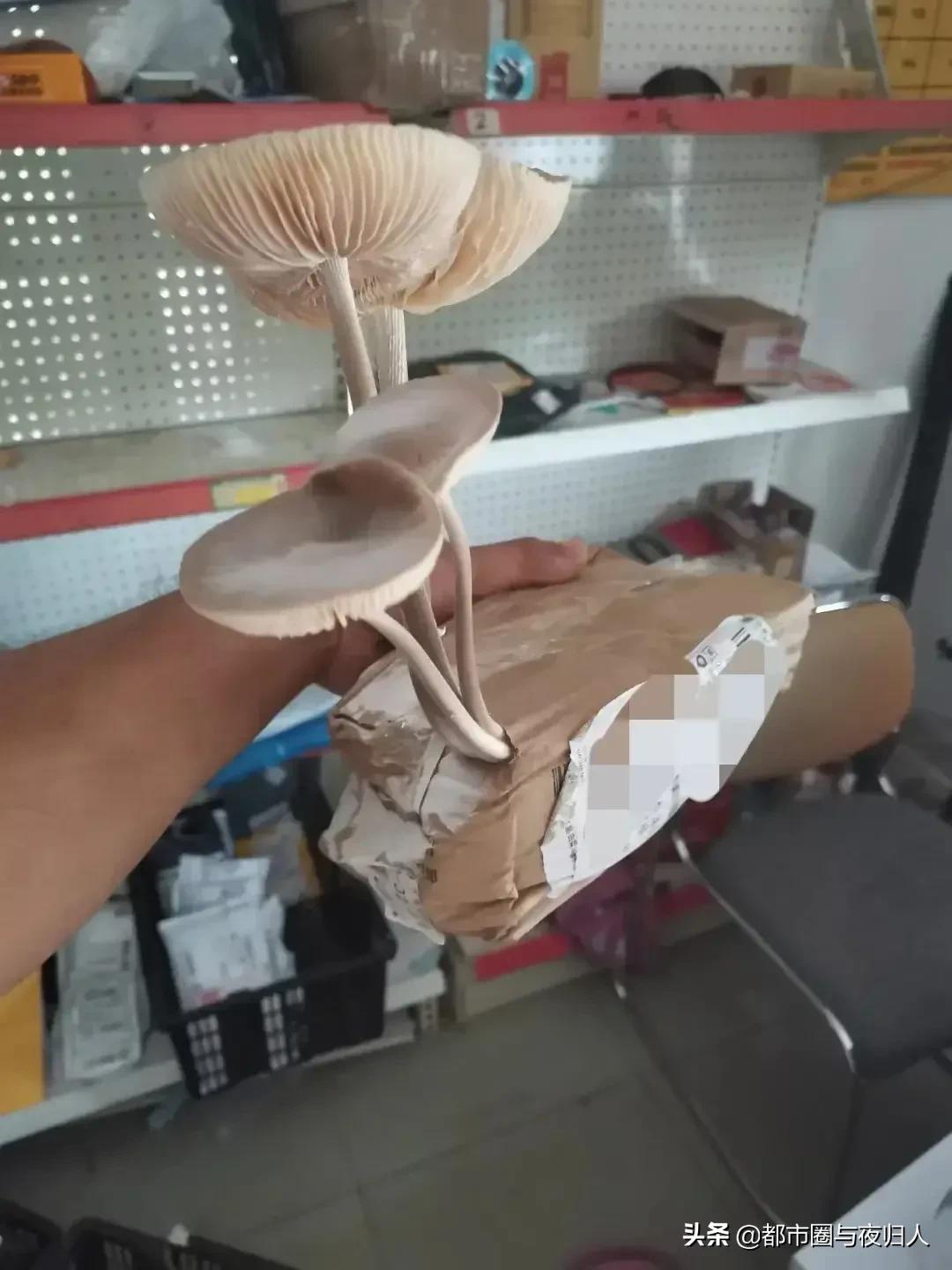 菜鸟驿站之趣闻