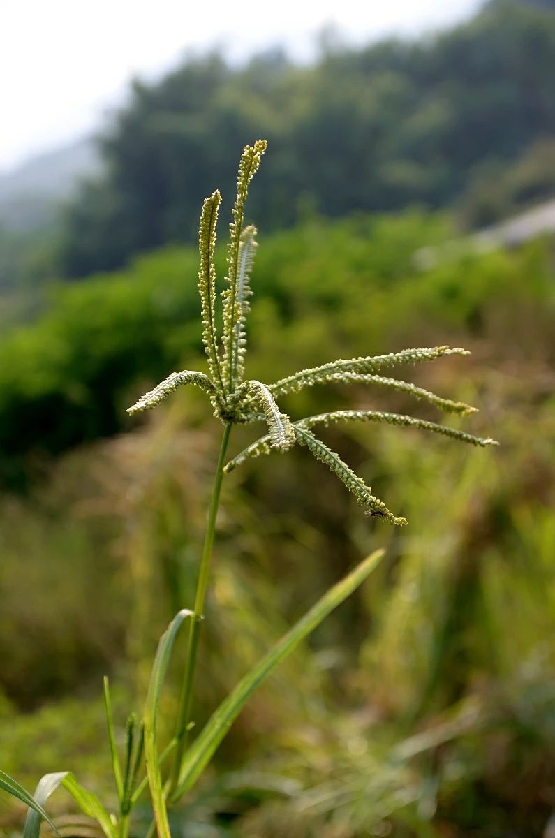 散文：秋草，生命在舞蹈