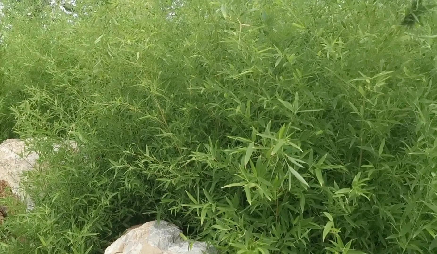 《行香子•观雨》婉色深秋，已近初冬。雨潜蒲苇渐霜浓