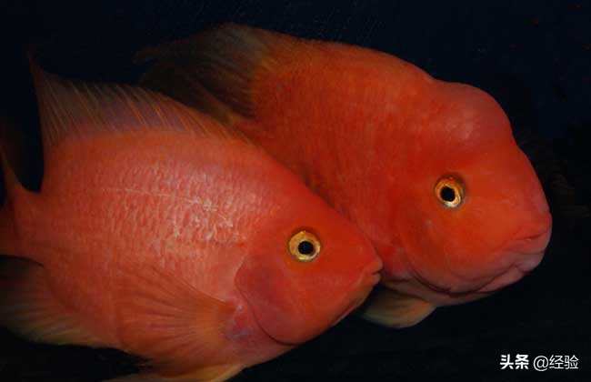 鸚鵡魚繁殖,鸚鵡魚繁殖的方法