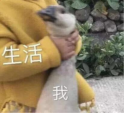 雕表情包 我是一个没有感情的小猪头