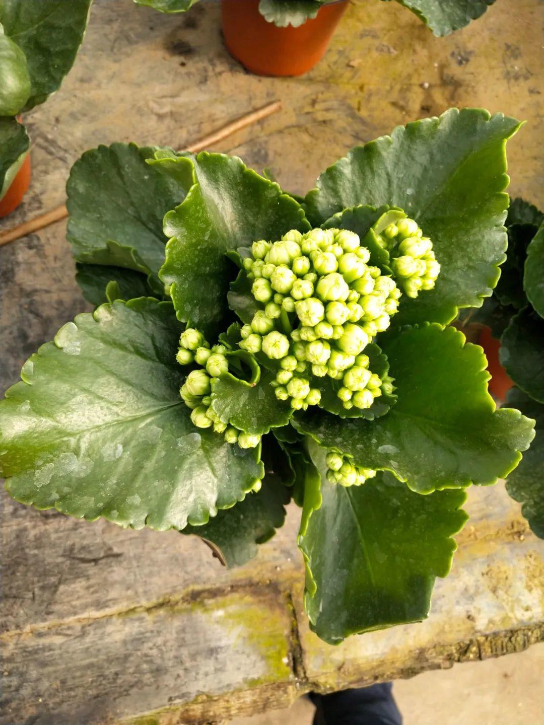 象耳芋是什么（盘点自然界里超大观的叶植物）