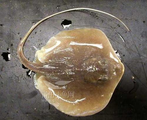 中国十大毒鱼(中国十大毒鱼鱼类)