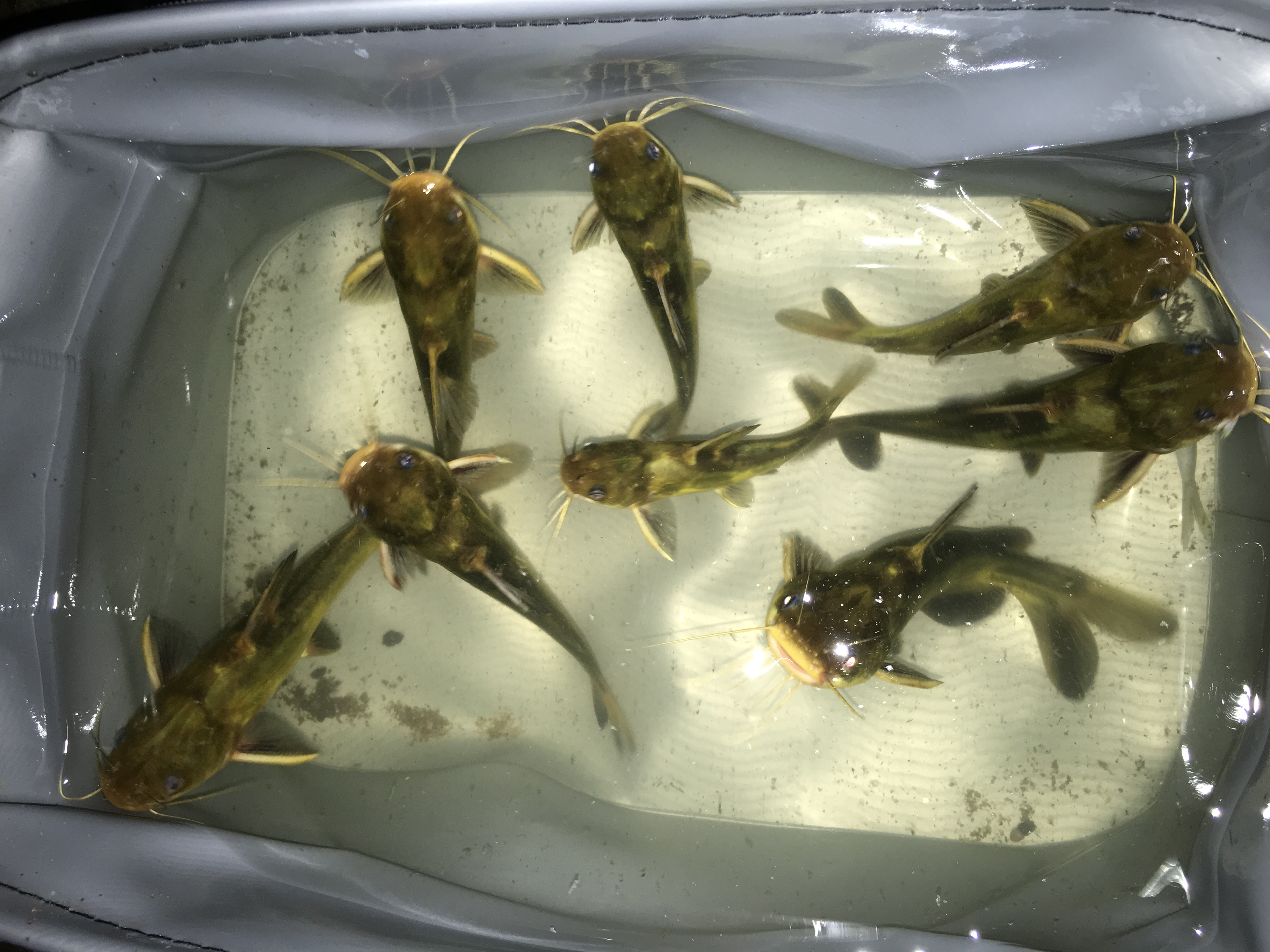 可以得出结论:就是三角峰的下颚有四根胡须,上颚有2根胡须,而黄辣丁