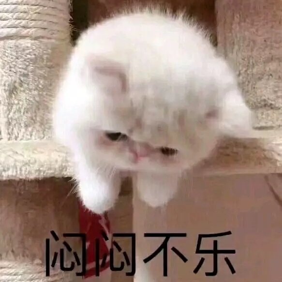 猫咪表情包合集｜嗨，在吗？在吗？在吗？