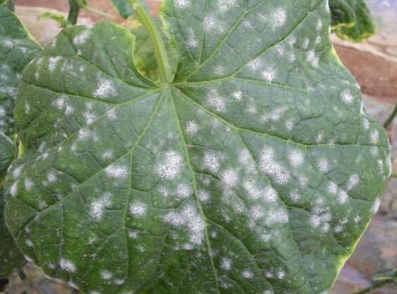 苯醚甲环唑杀菌作用强,可治多作物黑痘病,白腐病,锈病,赤霉病