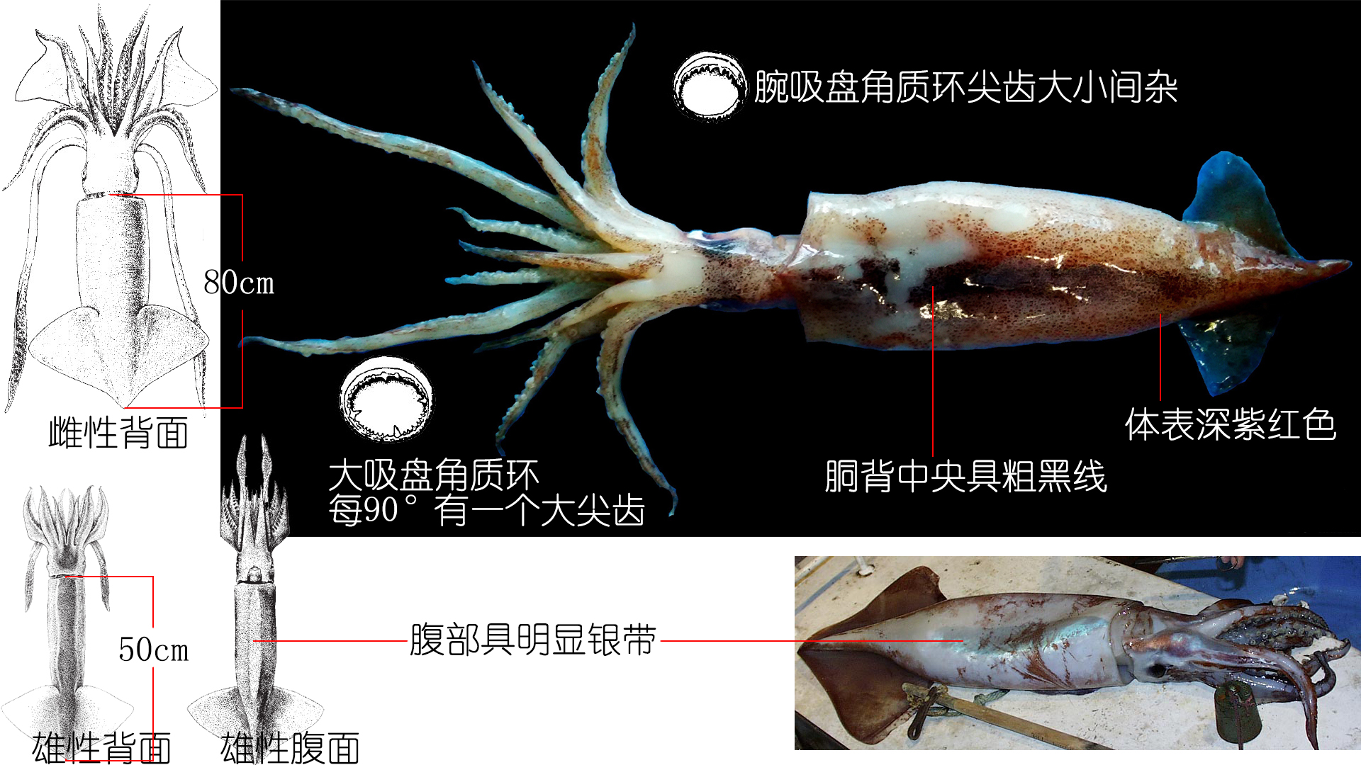 解析海鲜｜认识鱿鱼（终结篇）