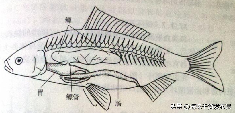 鱼鳔是什么东西鱼鳔是干什么的在哪个部位