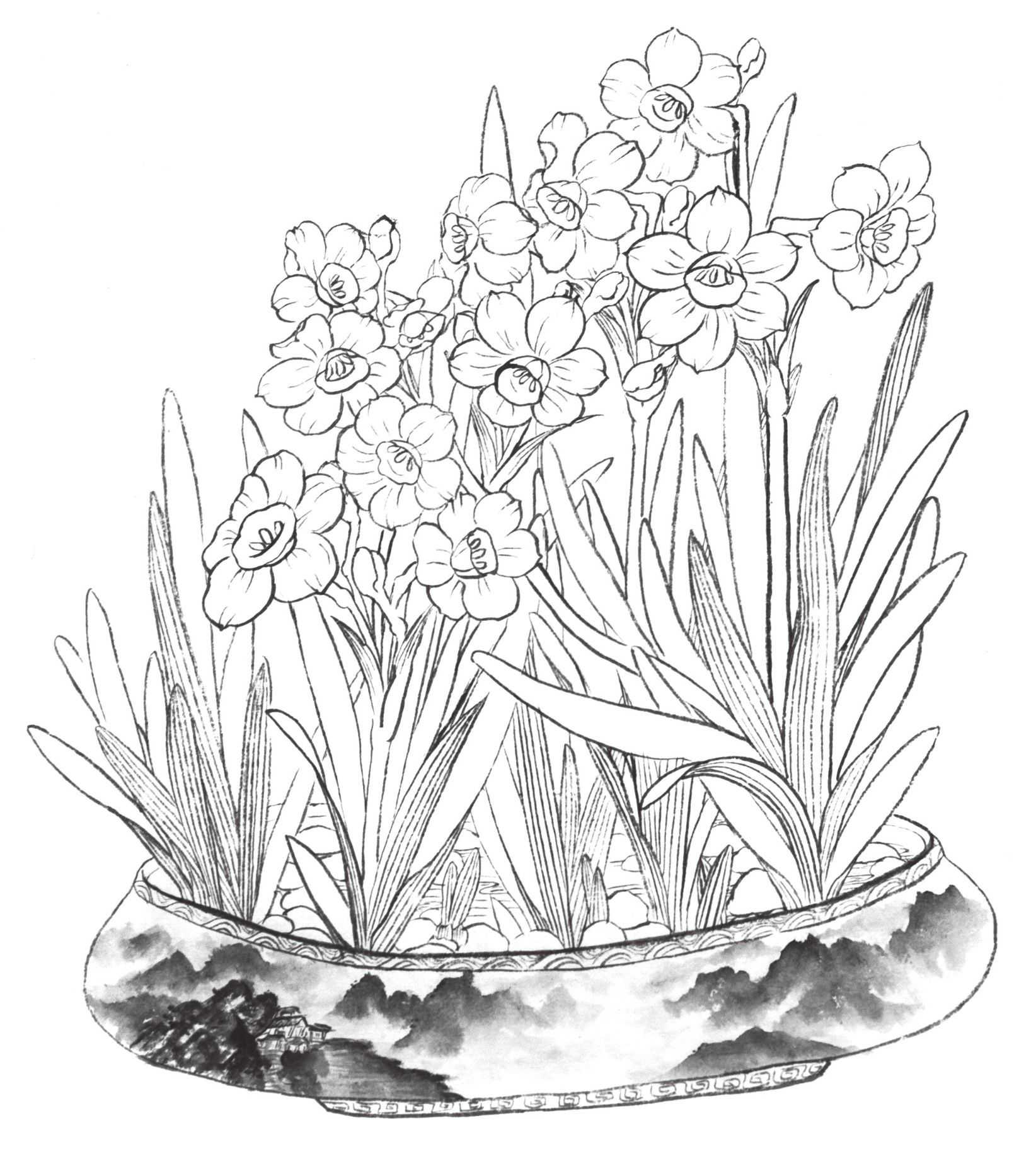 白描水仙花的画法