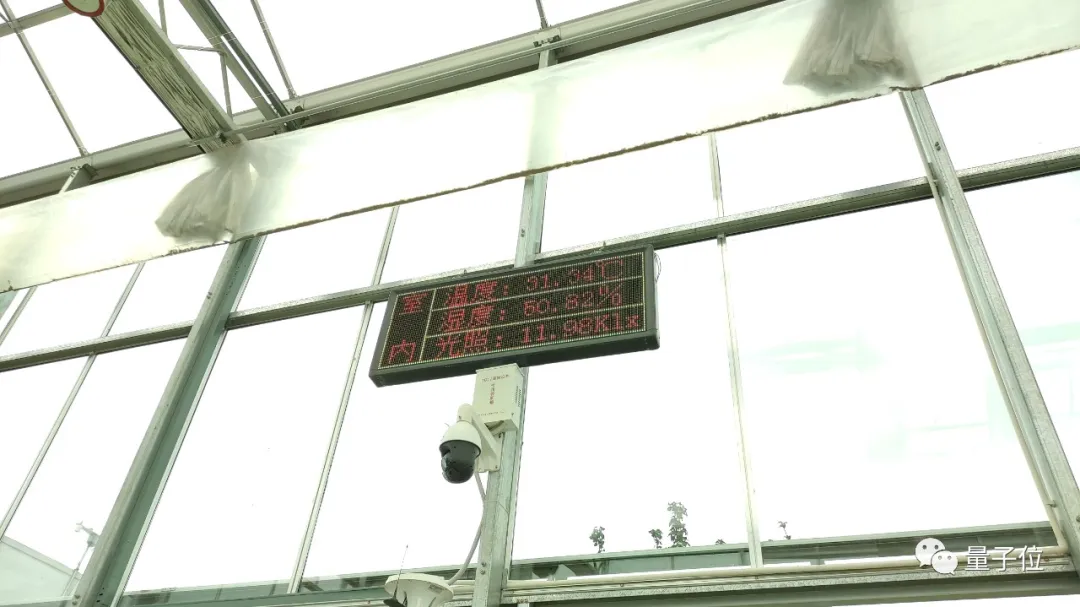 没想到,拼多多竟然想用AI种草莓给我吃