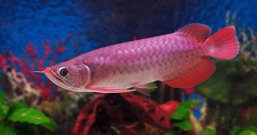 8大常见观赏鱼扫盲!你养过几种?