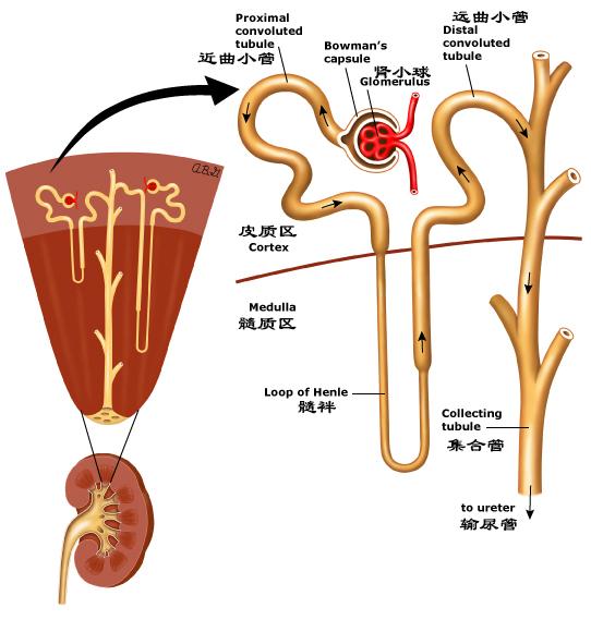 有進出入腎臟的動脈和靜脈,腎臟的主要結構可以分為皮質和髓質,髓質與
