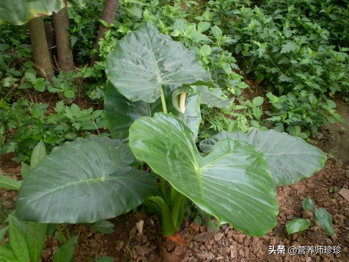 芋艿和芋头的区别（与芋头相似人称滴水观音）