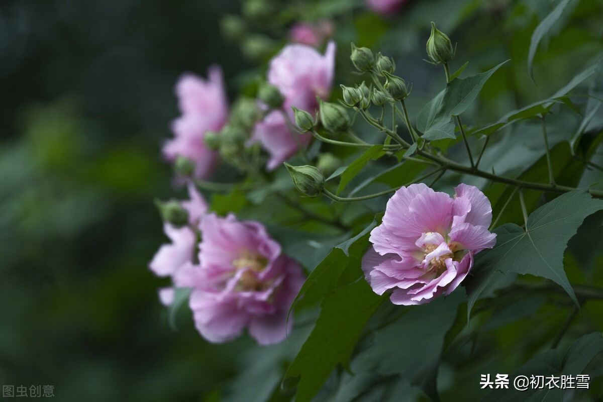 秋花木芙蓉唐诗五首：秋风万里芙蓉国，水莲花尽木莲开