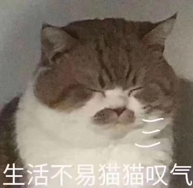 叹气表情包生活不易，猫猫叹气