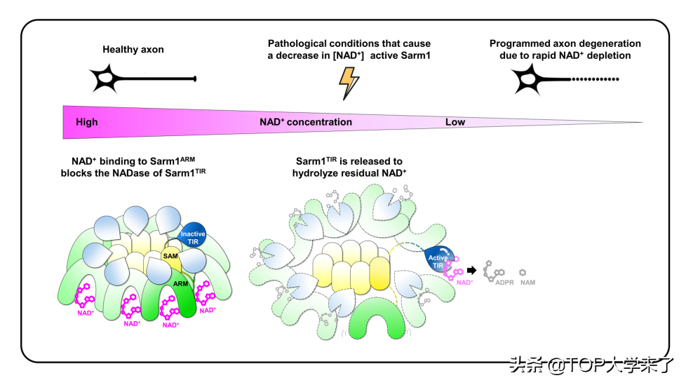 牛！一天2篇正刊，北大物院、生科院分别在《Nature》发文