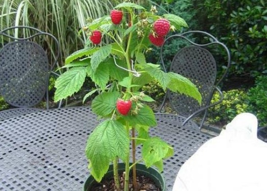 樹莓種植,樹莓種植技術及條件