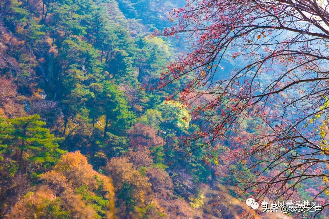 深秋泰山：一年好景君须记，最是橙黄橘绿时