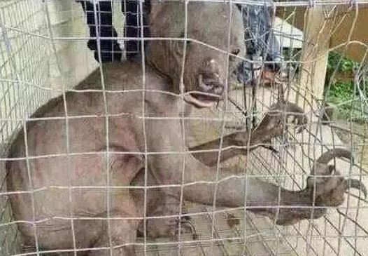 老人常说的"水猴子"是什么?真是水鬼找人顶命?到底什么来头?