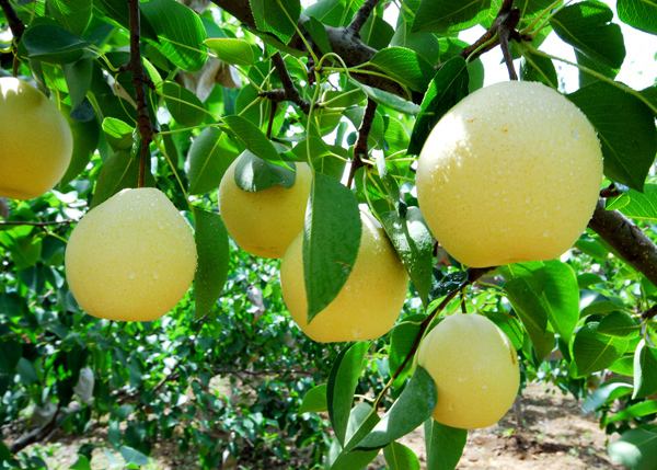 梨的品种及图片名称(七月枣) - 赤虎壹号