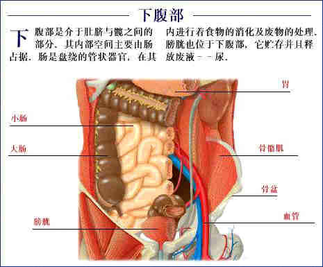 「转载」史上最全的人体（组织器官）全图