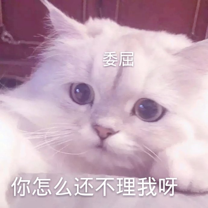 猫咪表情包合集我小猫咪的心好痛