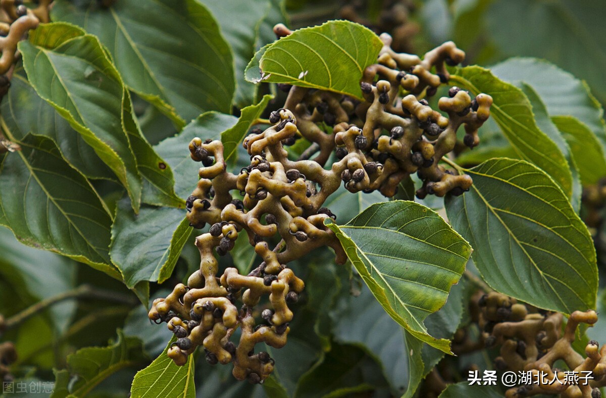 农村能吃的野菜100种大全(教你认识100种野菜和吃法)