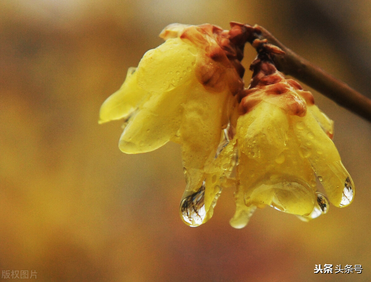 史上最全组合飞花令：季节＋天气（一）春＋天气