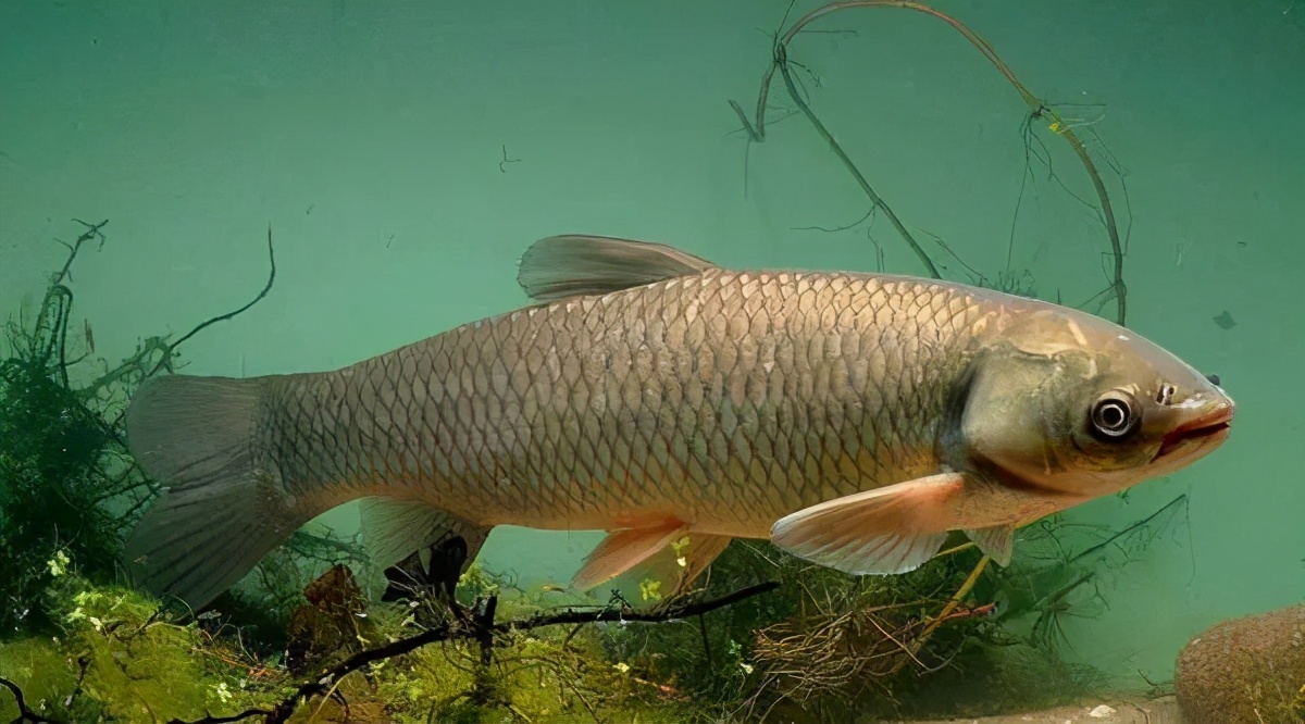 皖魚是草魚嗎(草魚和皖魚是同一種魚嗎)