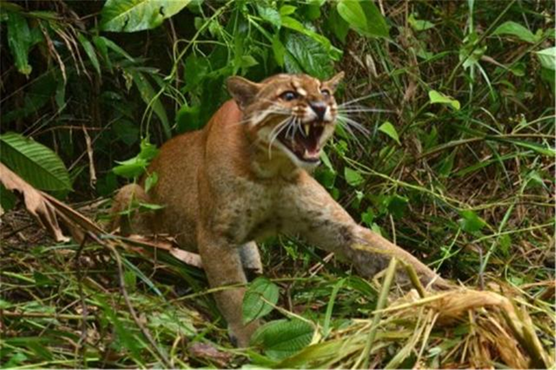 山彪,学名叫亚洲金猫,又名黄虎,是国家一级保护动物.