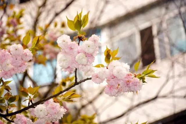 5大校区占地317万㎡、