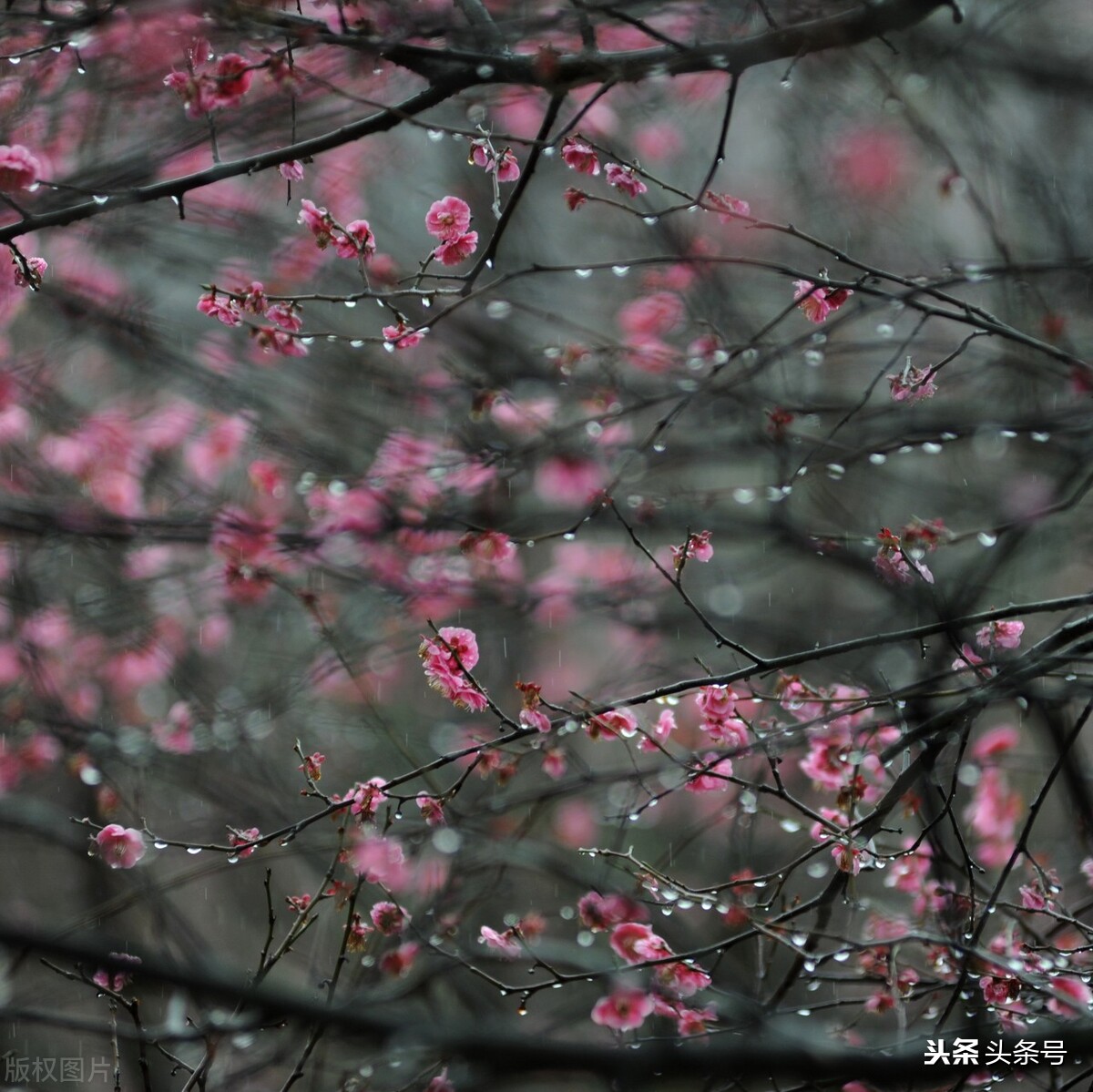 史上最全组合飞花令：季节＋天气（一）春＋天气