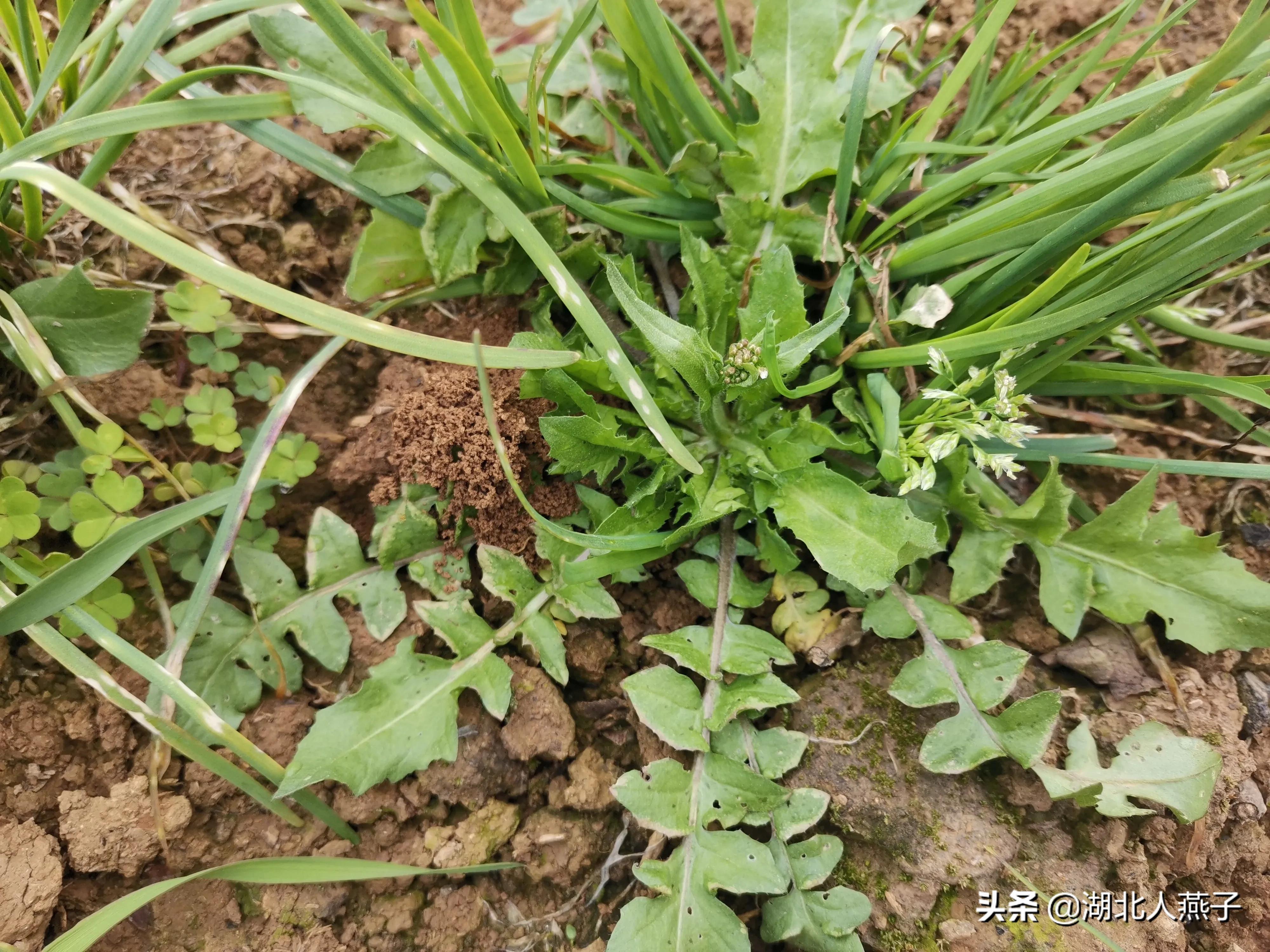 荠菜长什么样子图片(常见荠菜图片)-八哥网