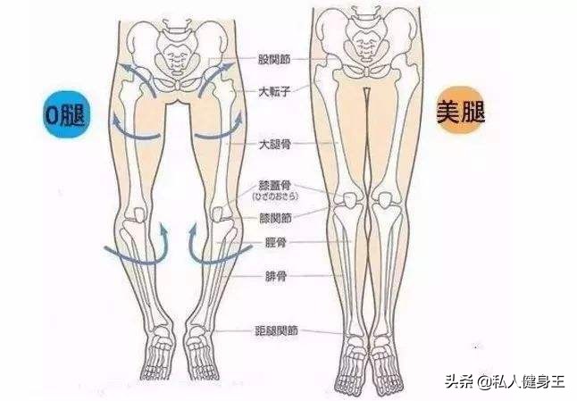 美腿的标准 原理图片