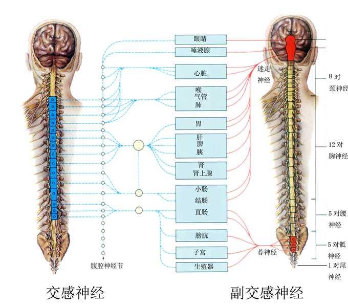 人体经脉神经分布图图片