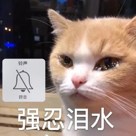 猫咪表情包合集｜大声点，我近视