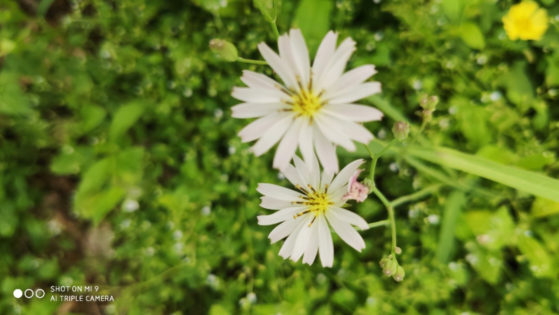 浅夏寻芳，无名小花也绽香。