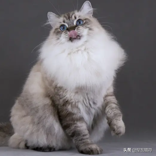 布偶猫丨山猫纹重点色
