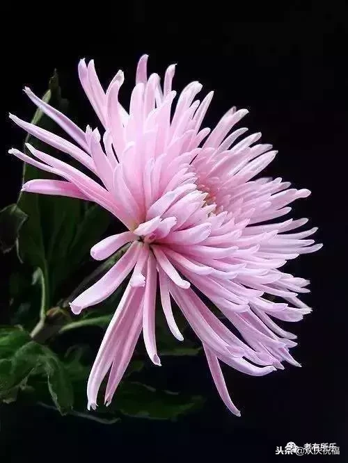 万花凋谢，秋菊傲霜（太美了！）