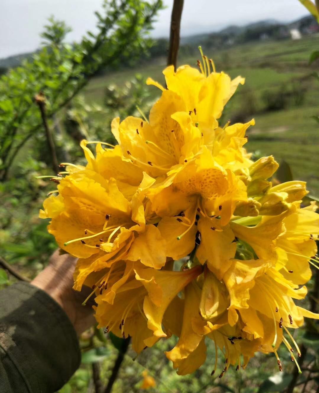 十种“大毒花”,家里经常养,越漂亮毒性越大,避开为好