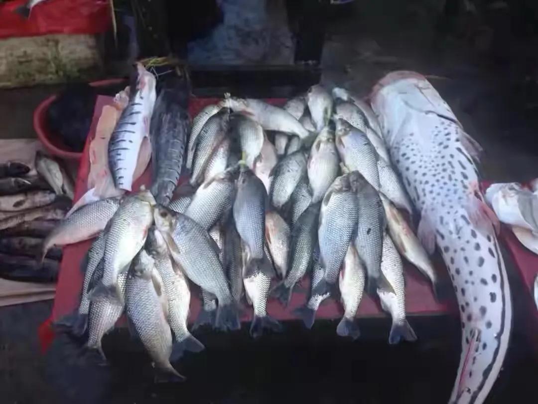 鱷魚(yú)可以吃嗎,鱷魚(yú)可以吃嗎?違法嗎?