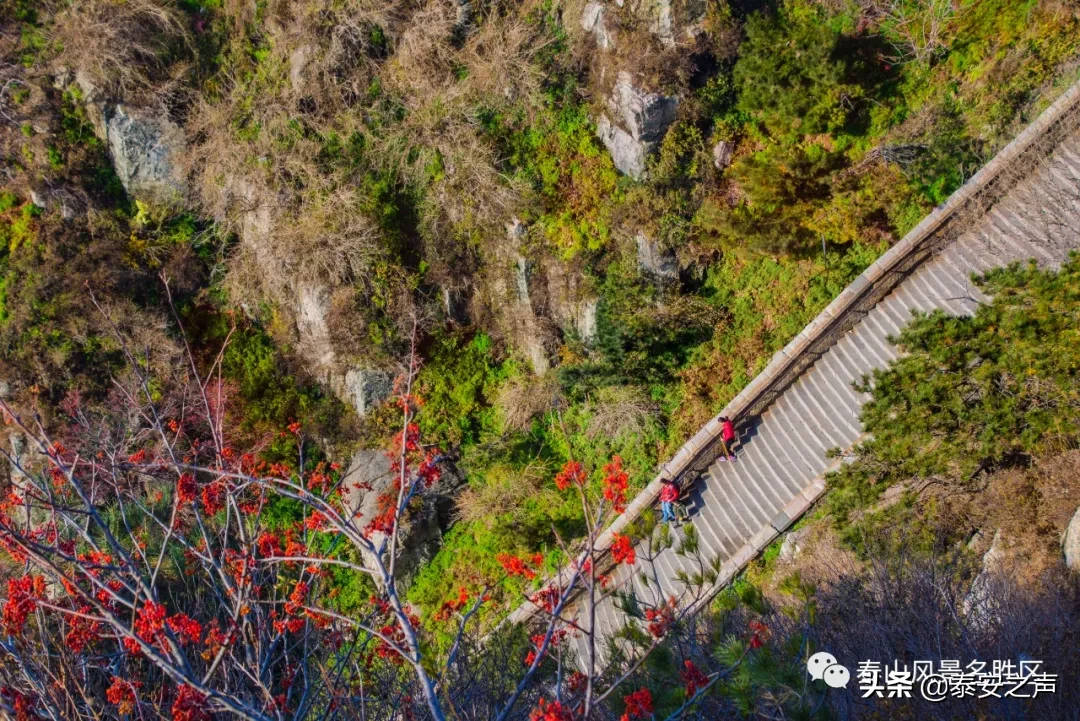 深秋泰山：一年好景君须记，最是橙黄橘绿时